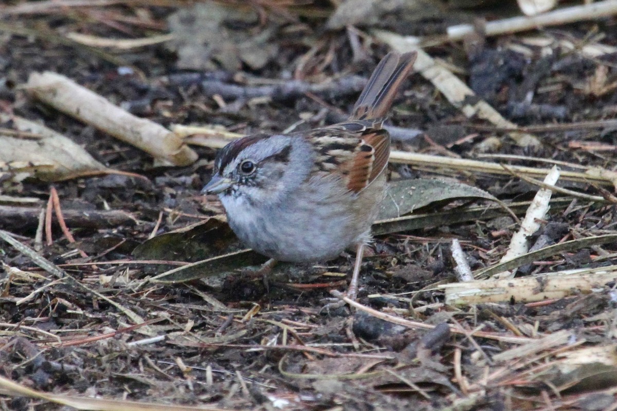 Swamp Sparrow - ML77698241