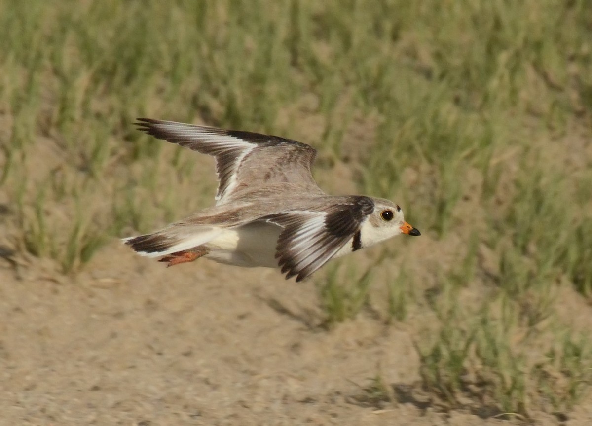 Piping Plover - ML77698271