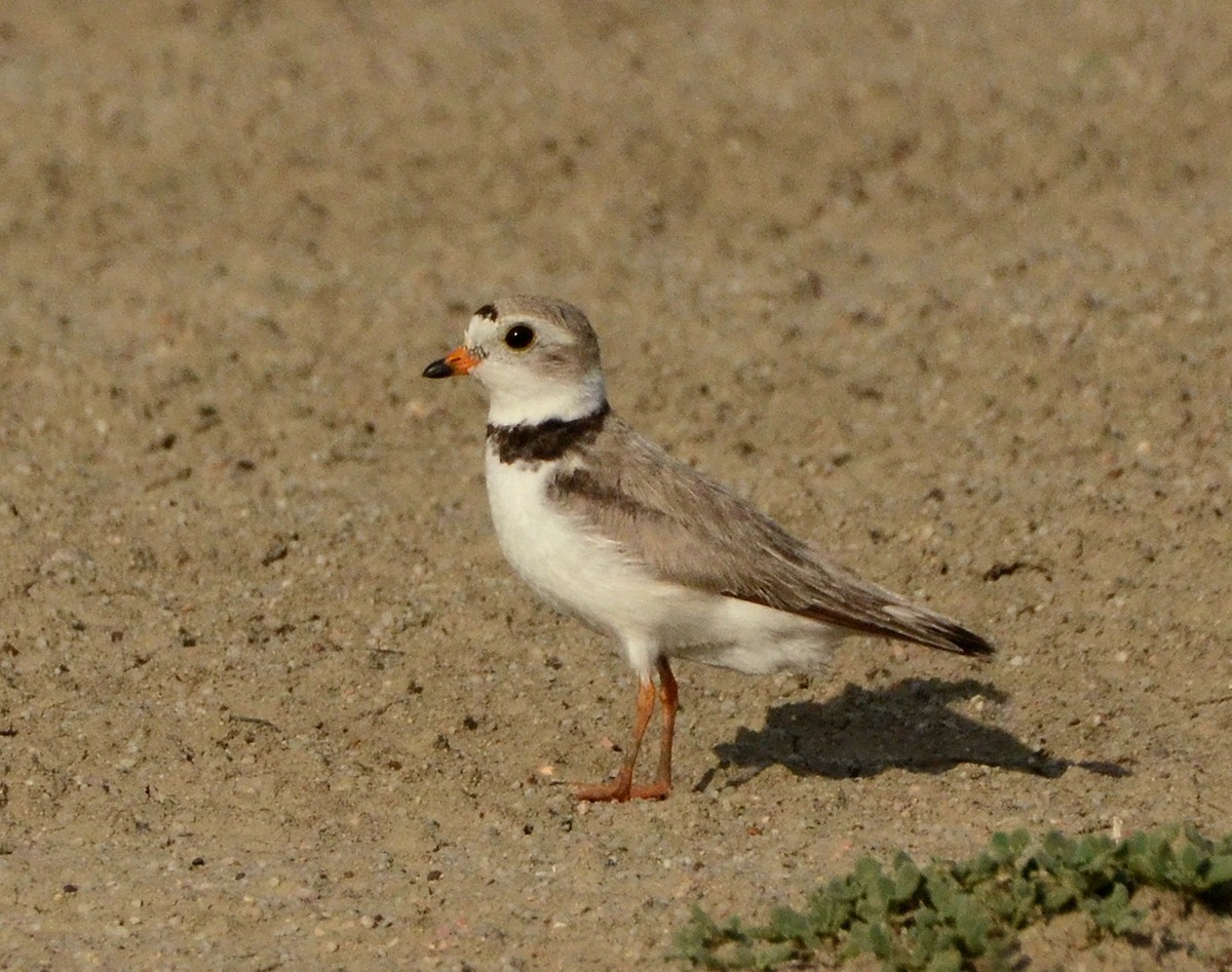 Piping Plover - ML77698281
