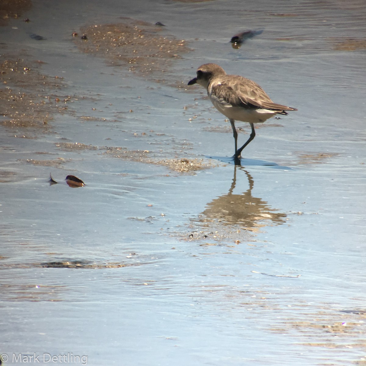 Siberian Sand-Plover - ML77698391