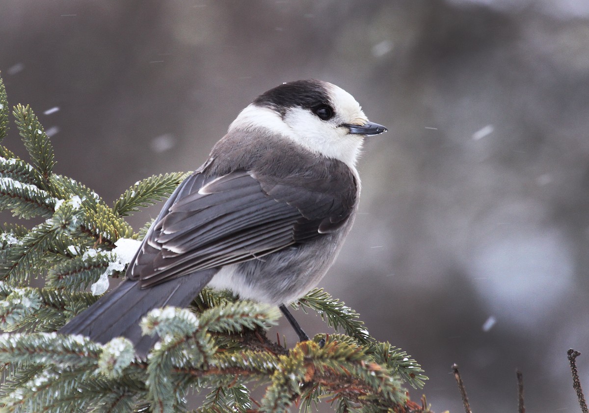 Canada Jay - ML77698481