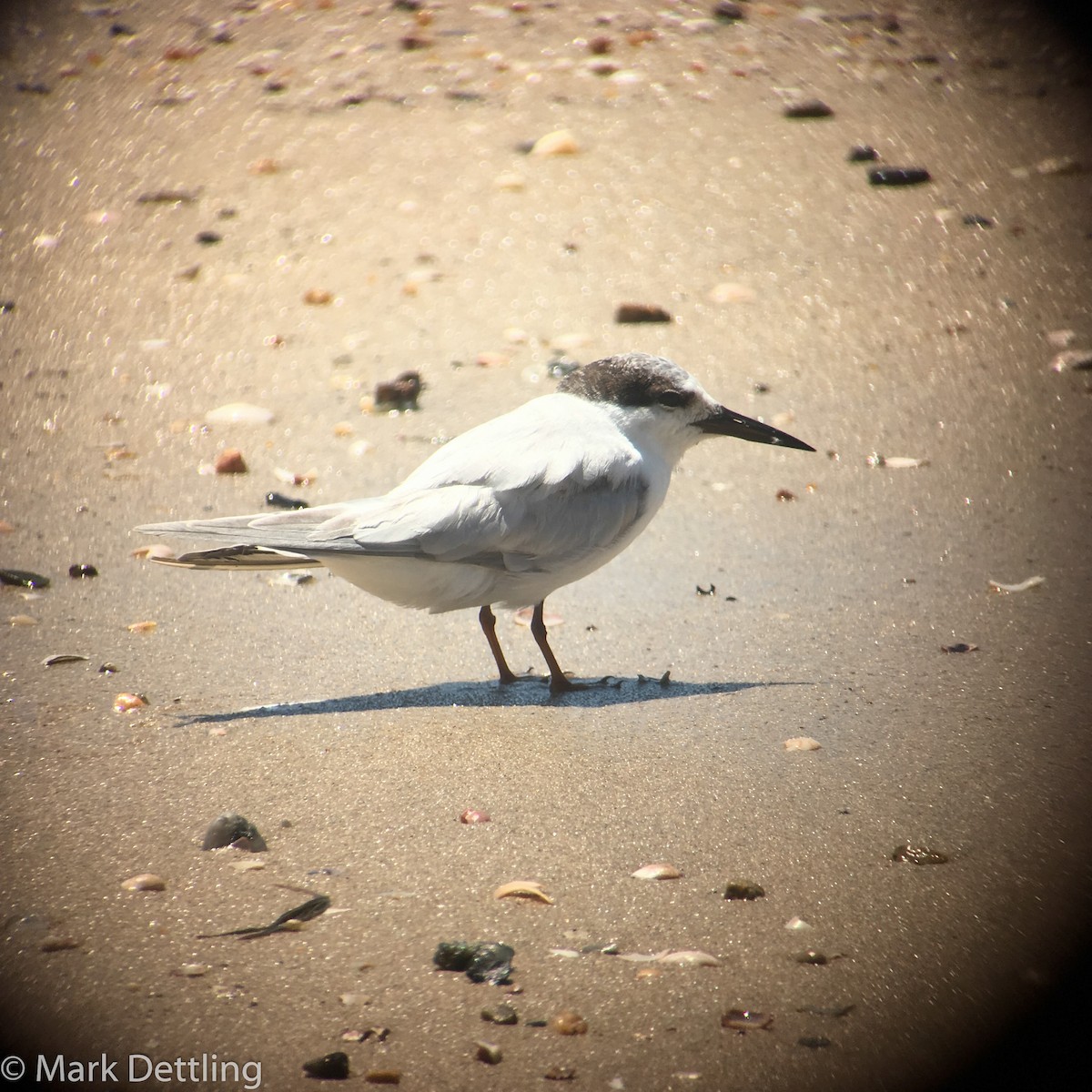 Little Tern - Mark Dettling