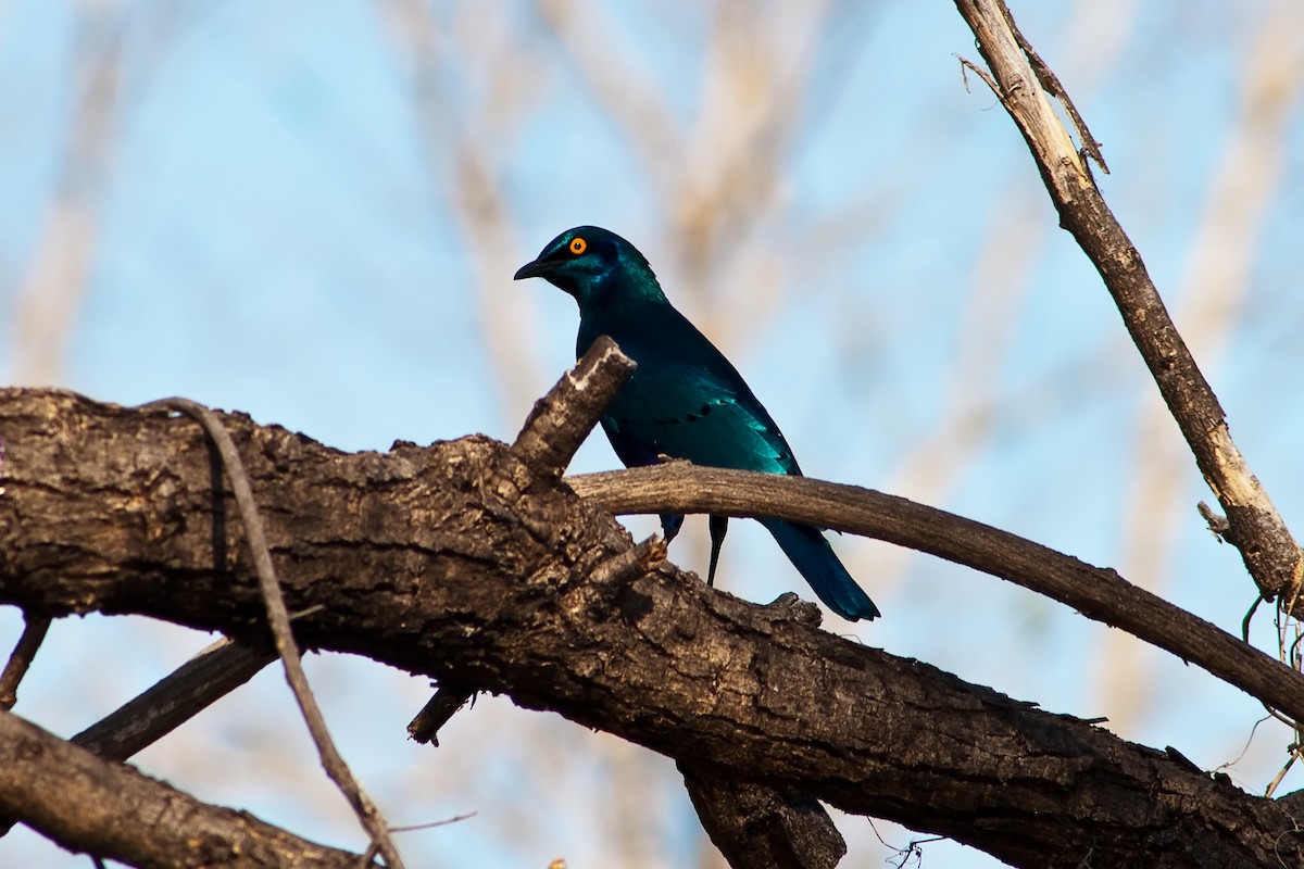 Greater Blue-eared Starling - ML77698711