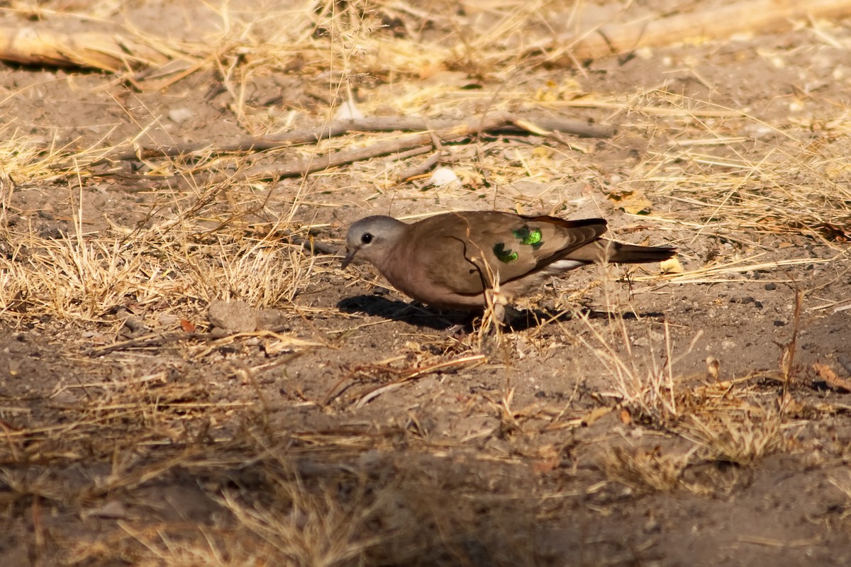 Emerald-spotted Wood-Dove - ML77698741