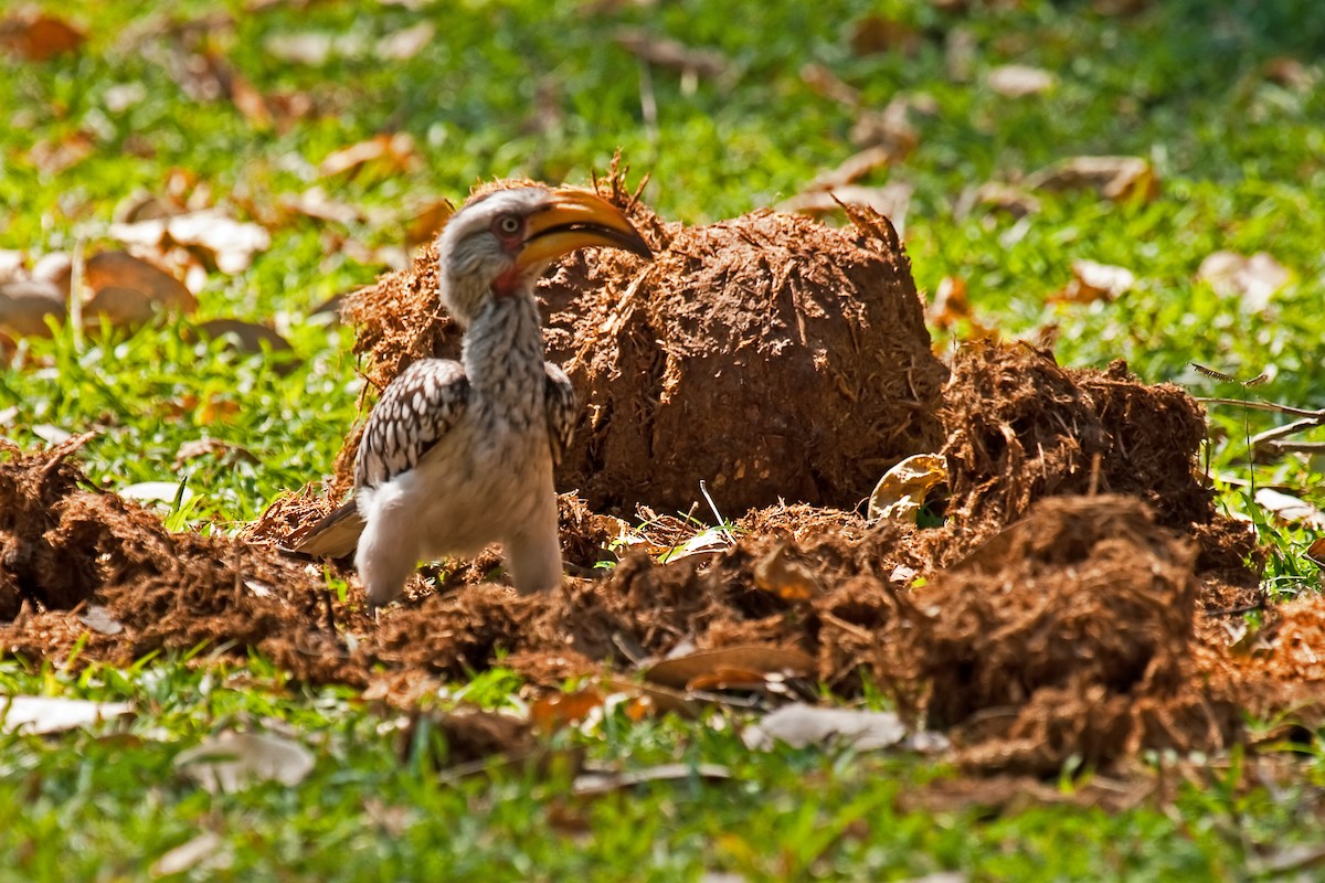 Southern Yellow-billed Hornbill - ML77698751