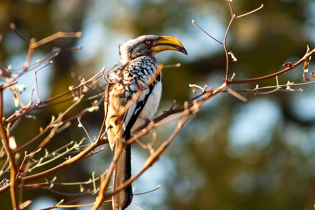 Southern Yellow-billed Hornbill - ML77698781