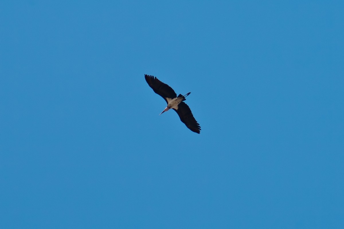 Marabou Stork - graichen & recer