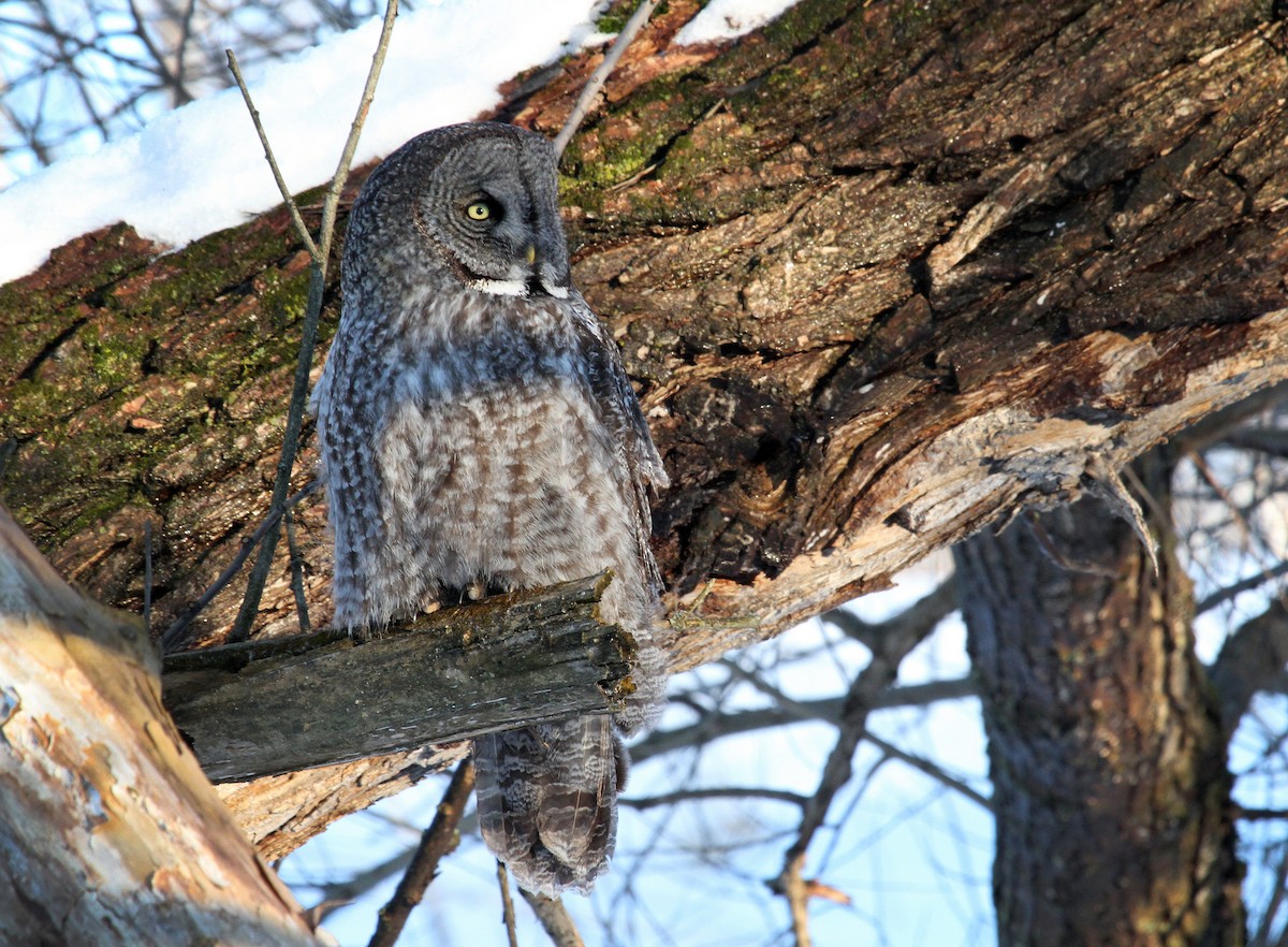 Great Gray Owl - ML77699041