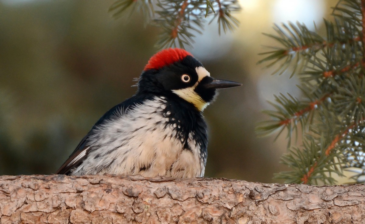 Acorn Woodpecker - ML77699051