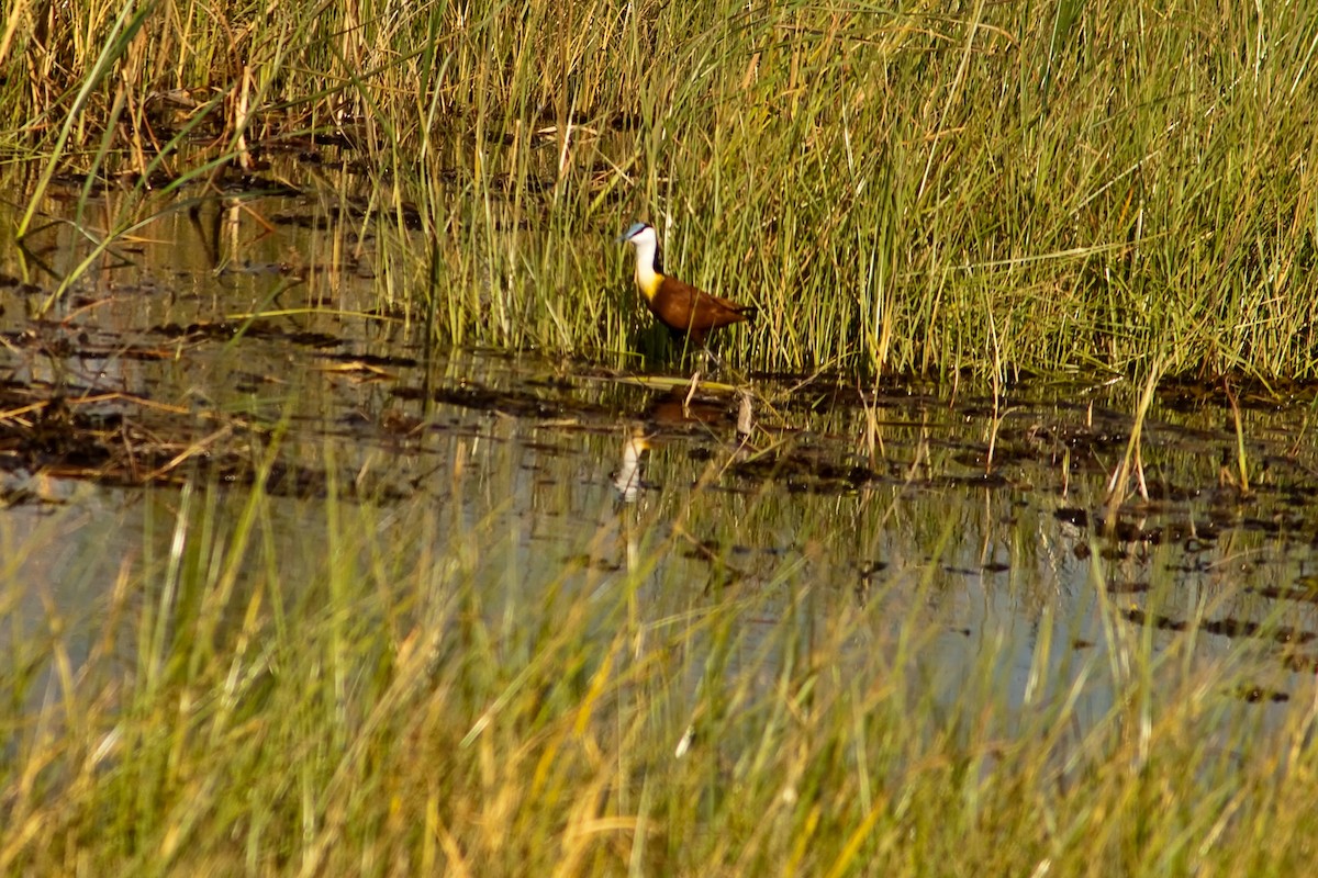 Jacana Africana - ML77699151