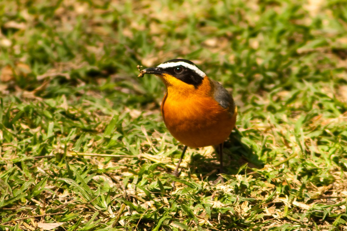 White-browed Robin-Chat - graichen & recer