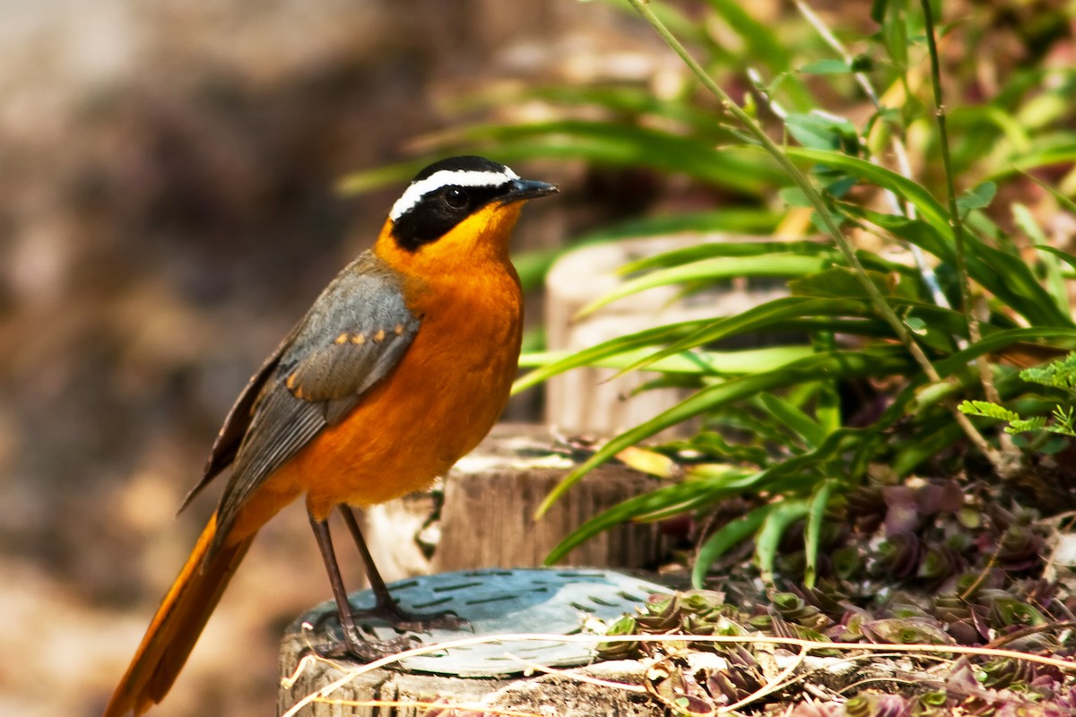 White-browed Robin-Chat - ML77699301