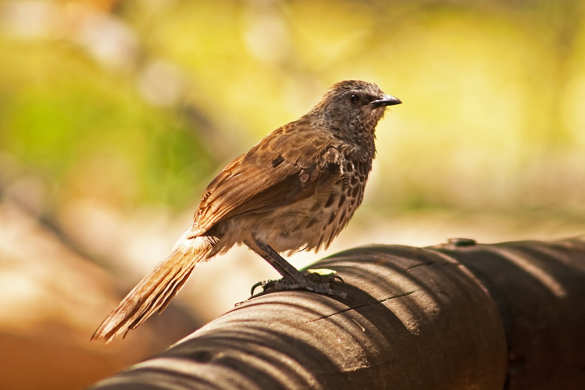 Hartlaub's Babbler - ML77699461