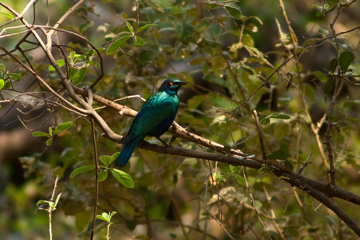 Greater Blue-eared Starling - ML77699501