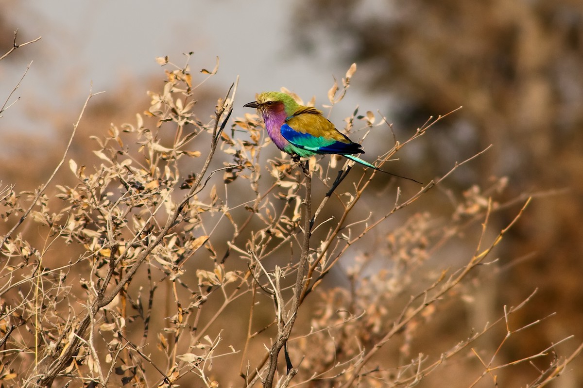 Lilac-breasted Roller - ML77699591