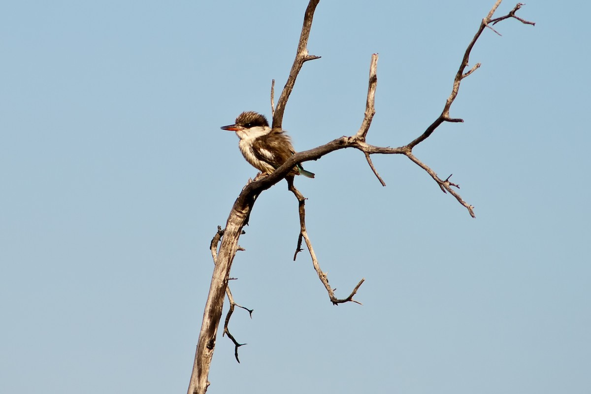 Striped Kingfisher - ML77699601