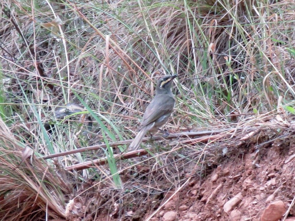 Yellow-faced Honeyeater - ML77700361