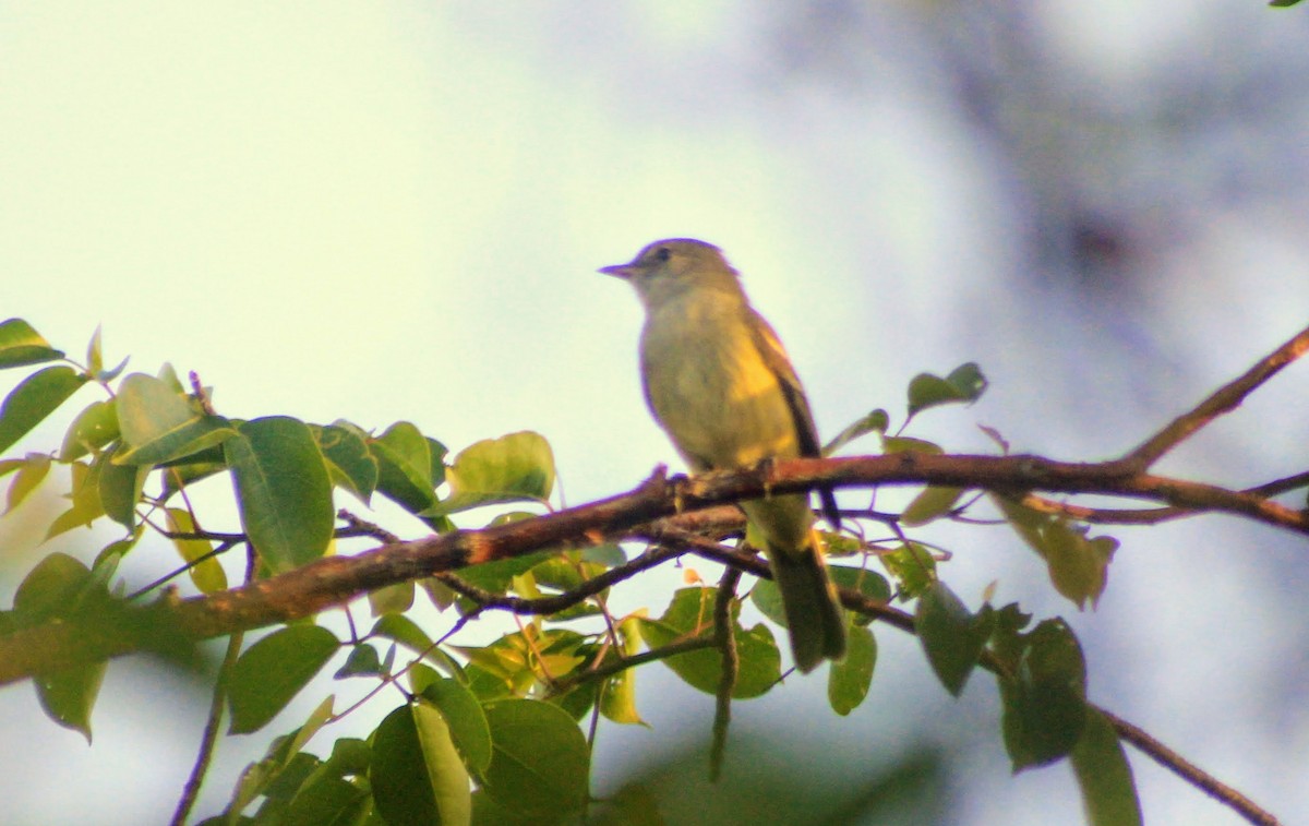 Caribbean Elaenia - ML77700451