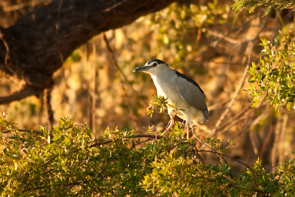 Black-crowned Night Heron - ML77700501