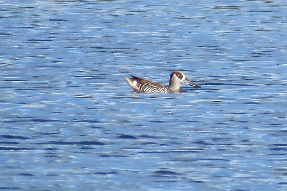 Pink-eared Duck - Linda Hayes