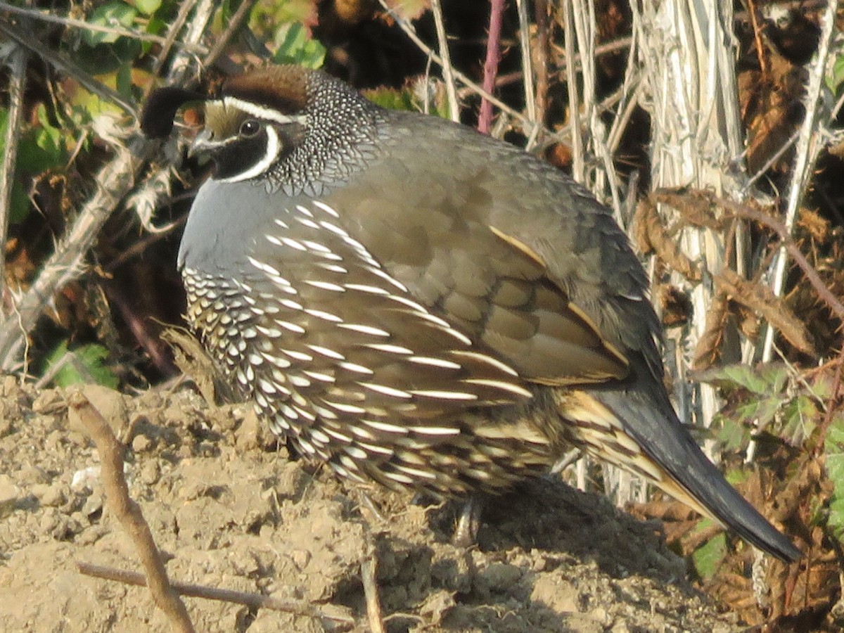 California Quail - ML77701311