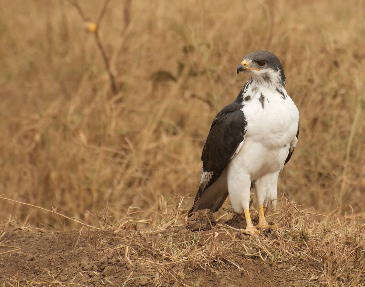 Augur Buzzard (Augur) - Daniel S.