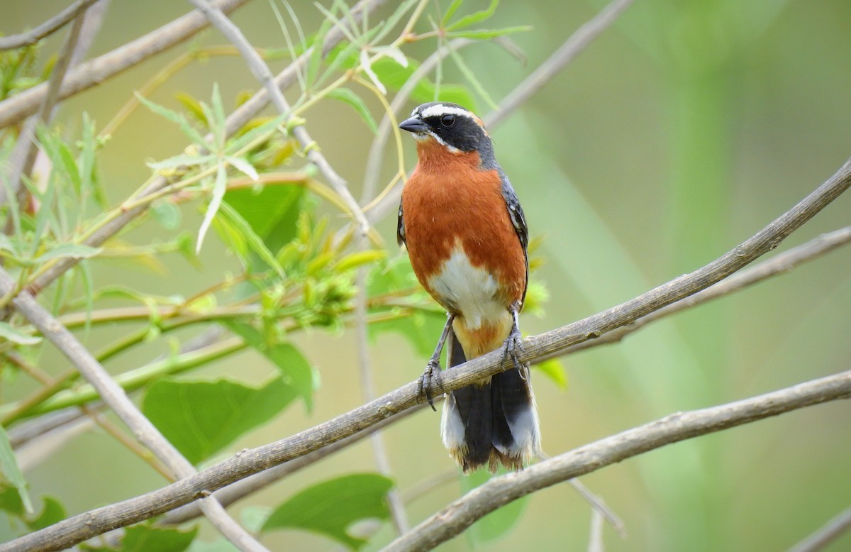 Black-and-rufous Warbling Finch - Pablo Alejandro Pla