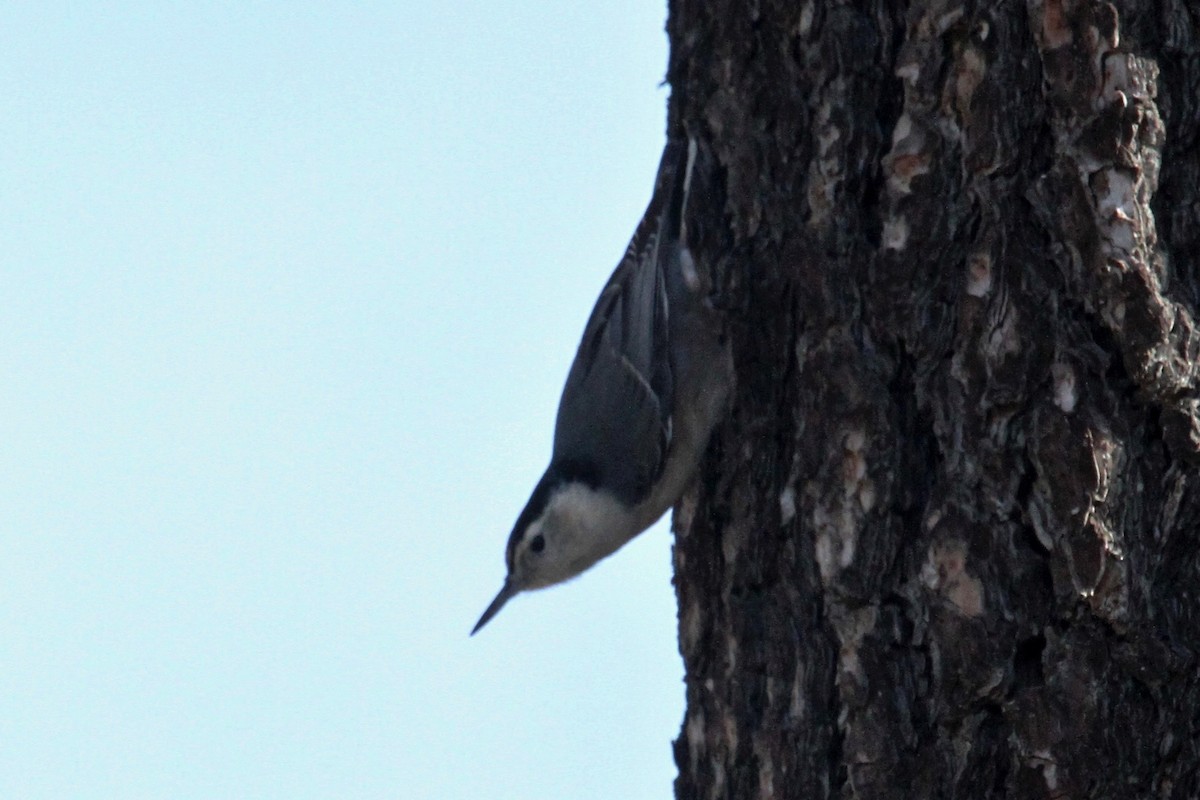 White-breasted Nuthatch - ML77707731