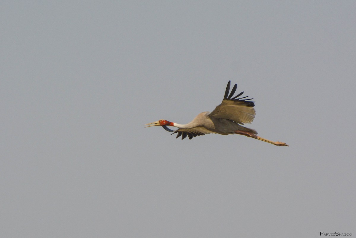 Sarus Crane - Parvez Shagoo