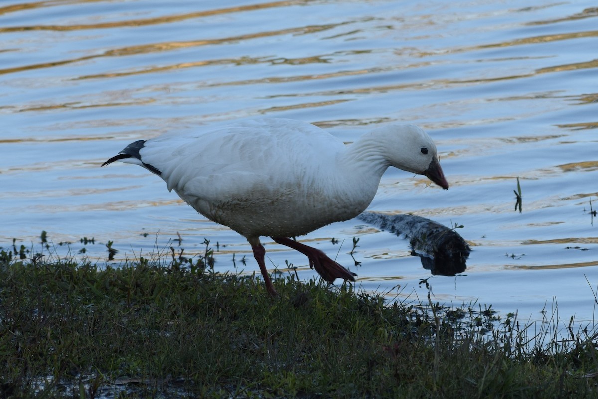 Ross's Goose - ML77708671