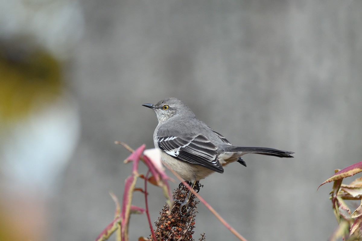 Northern Mockingbird - terence zahner