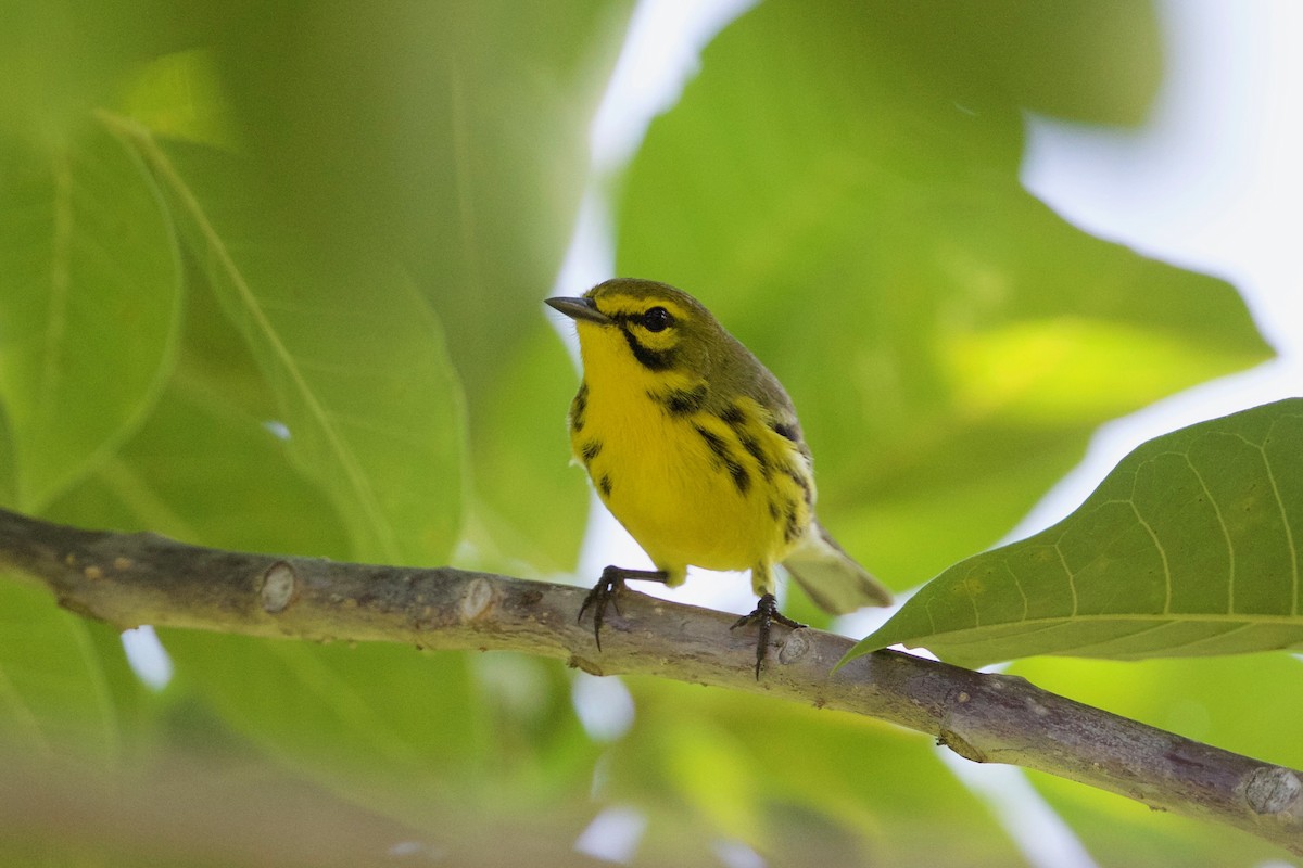 Prairie Warbler - Cory Gregory