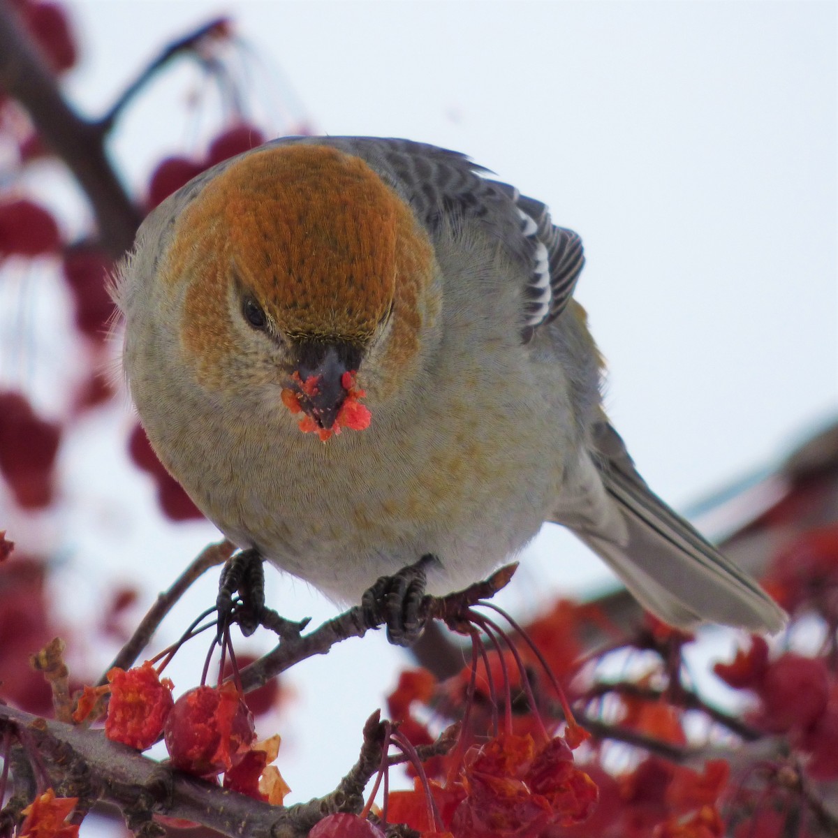 Pine Grosbeak - ML77710761