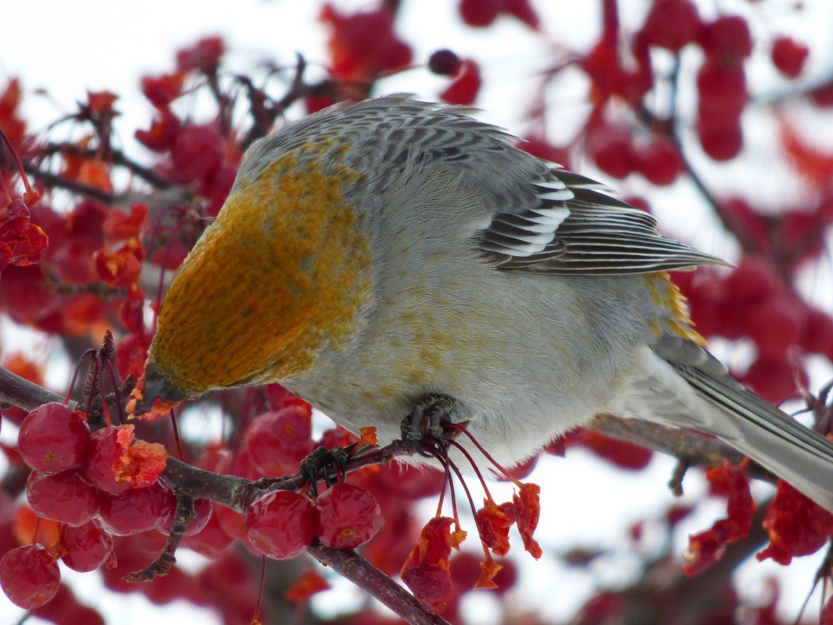 Pine Grosbeak - ML77710791