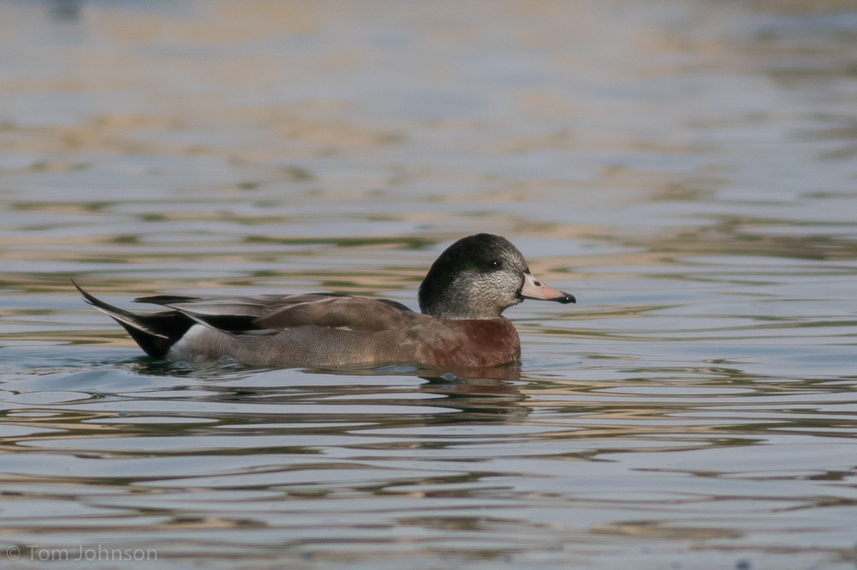 American Wigeon x Mallard (hybrid) - ML77711351