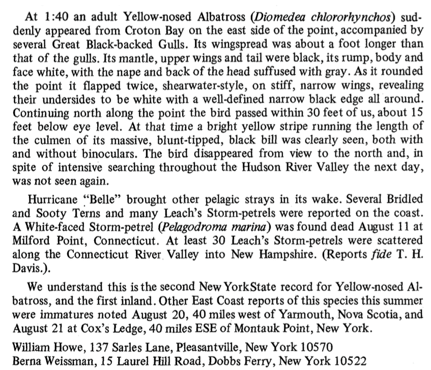 Atlantic Yellow-nosed Albatross - ML77713221