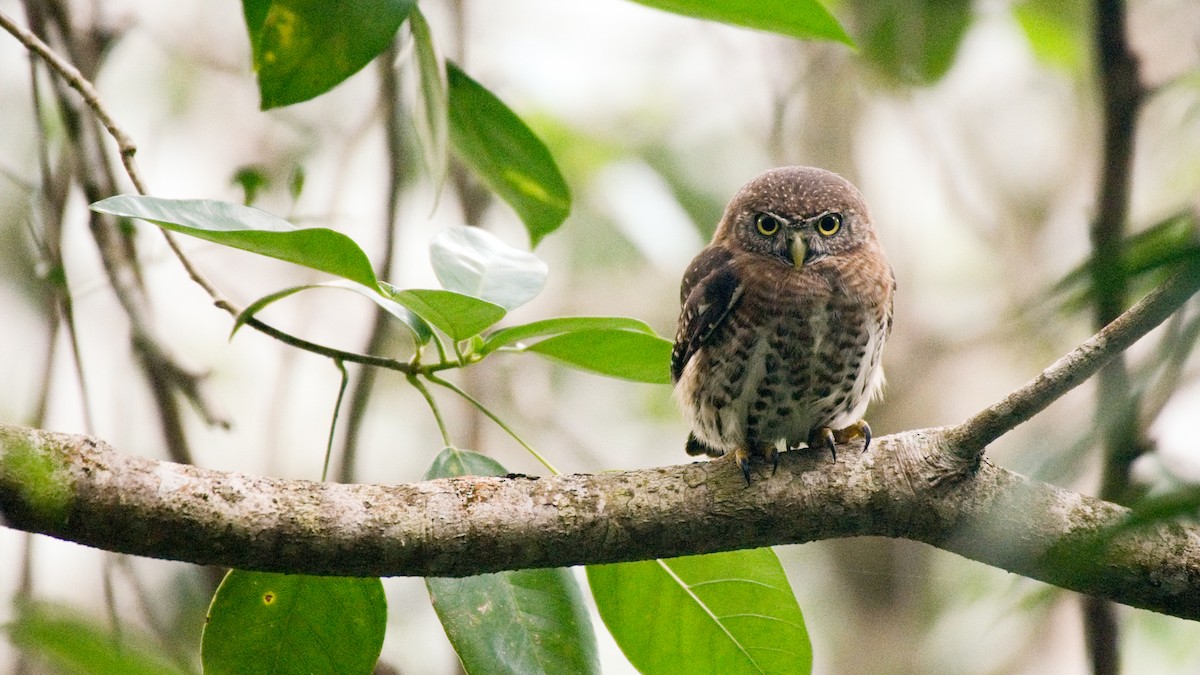 Cuban Pygmy-Owl - ML77713991