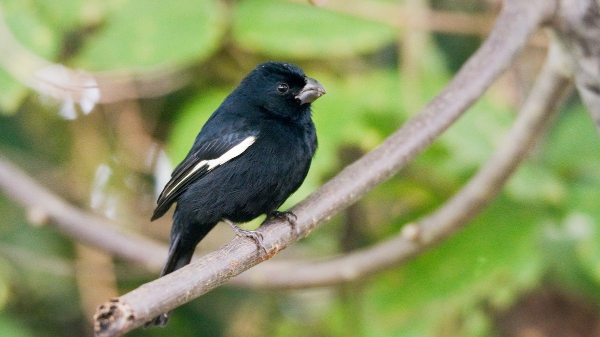 Cuban Bullfinch - ML77714151