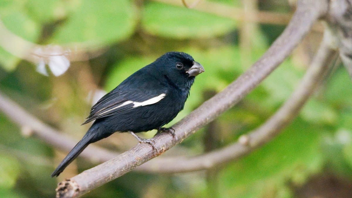 Cuban Bullfinch - ML77714161