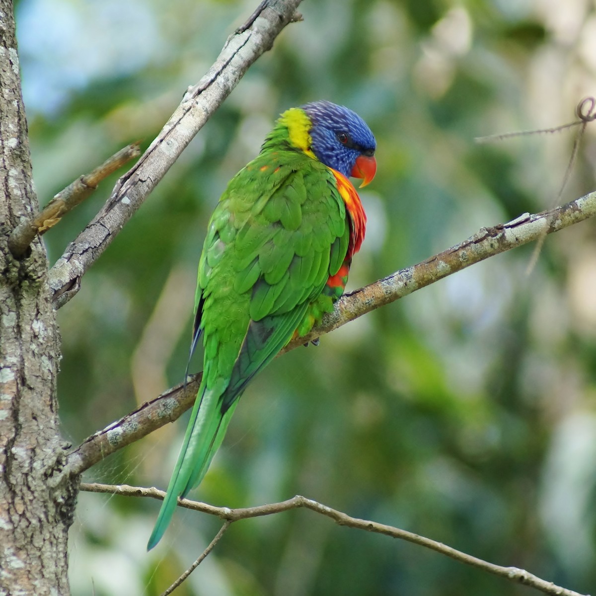 Rainbow Lorikeet - ML77714441