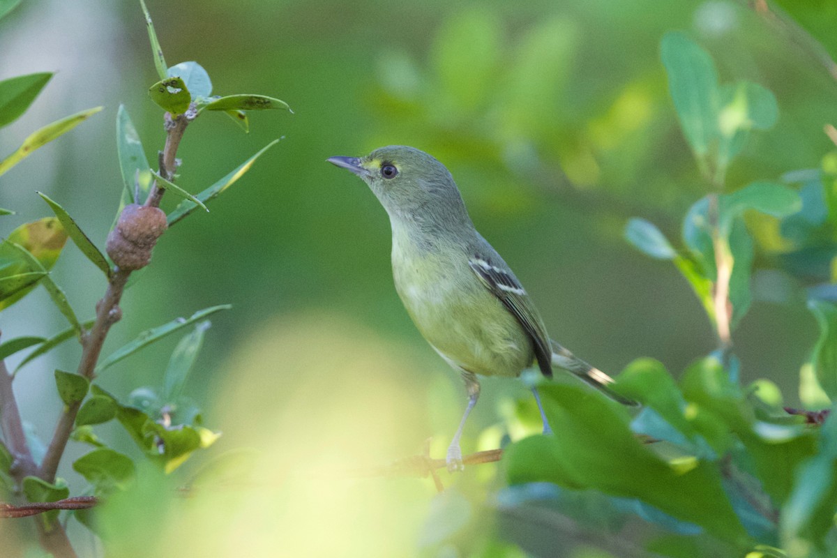 Mangrove Vireo - Cory Gregory