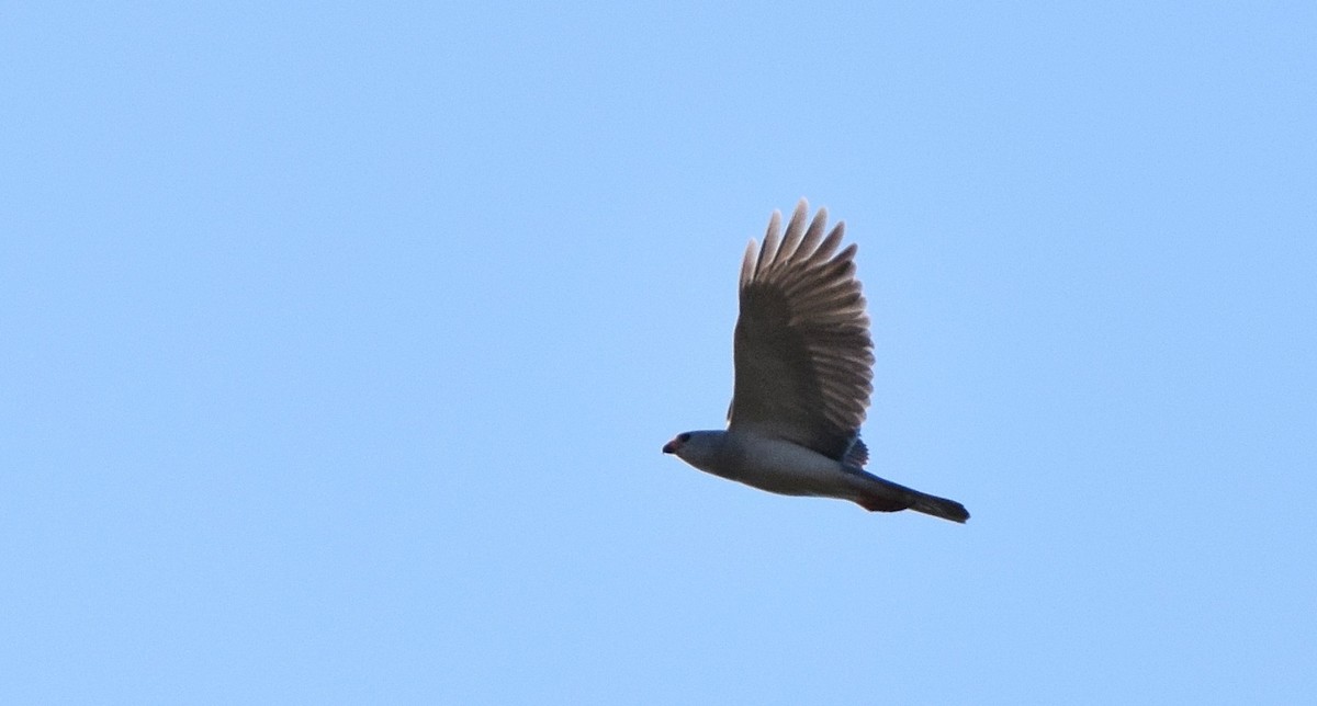 Gray Goshawk - ML77717491