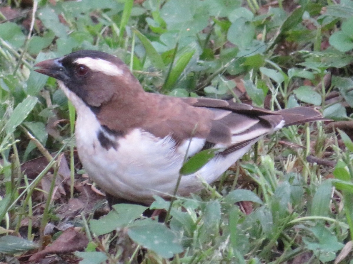 White-browed Sparrow-Weaver - Alexis Lamek