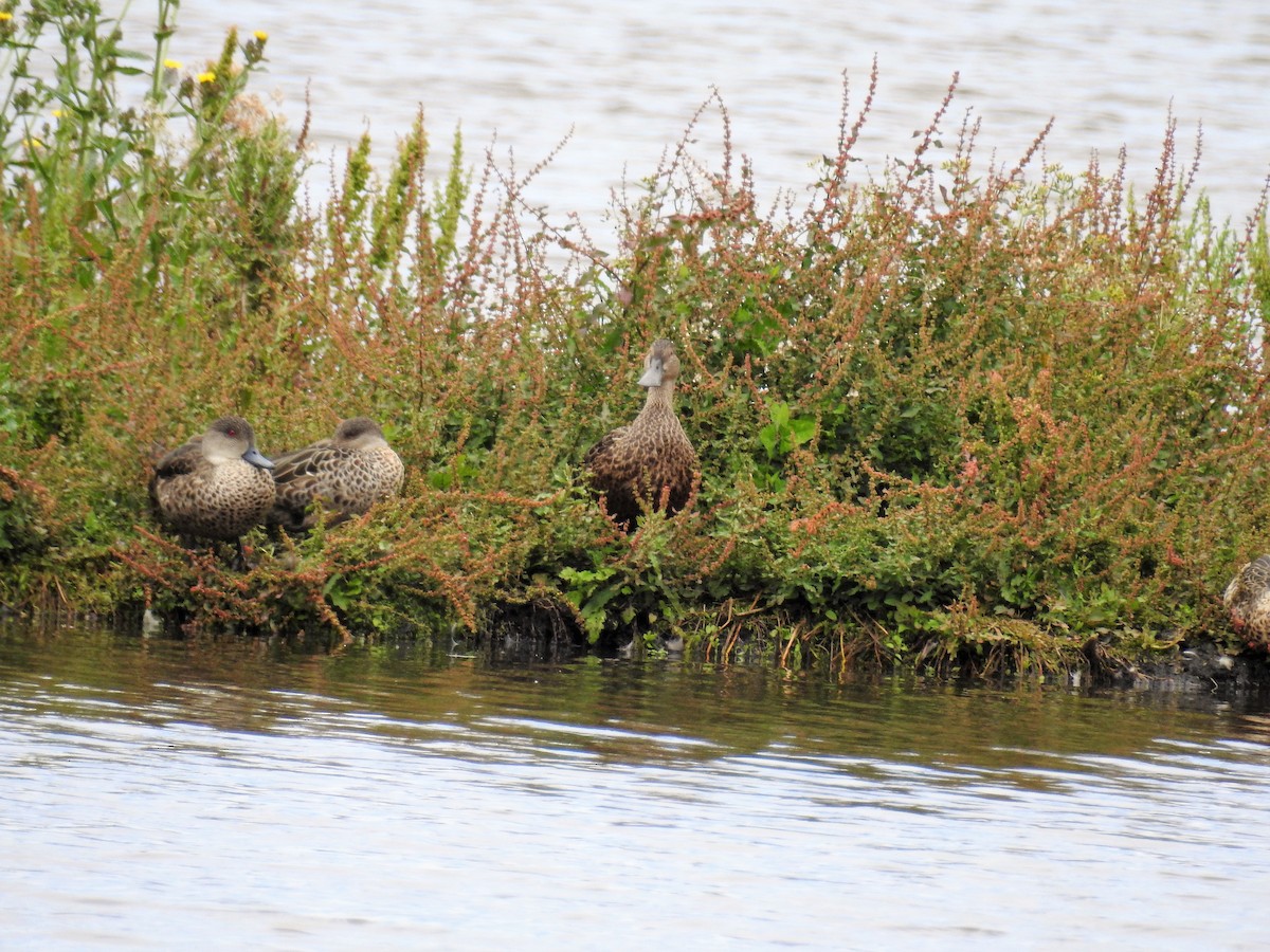 Australasian Shoveler - ML77719371