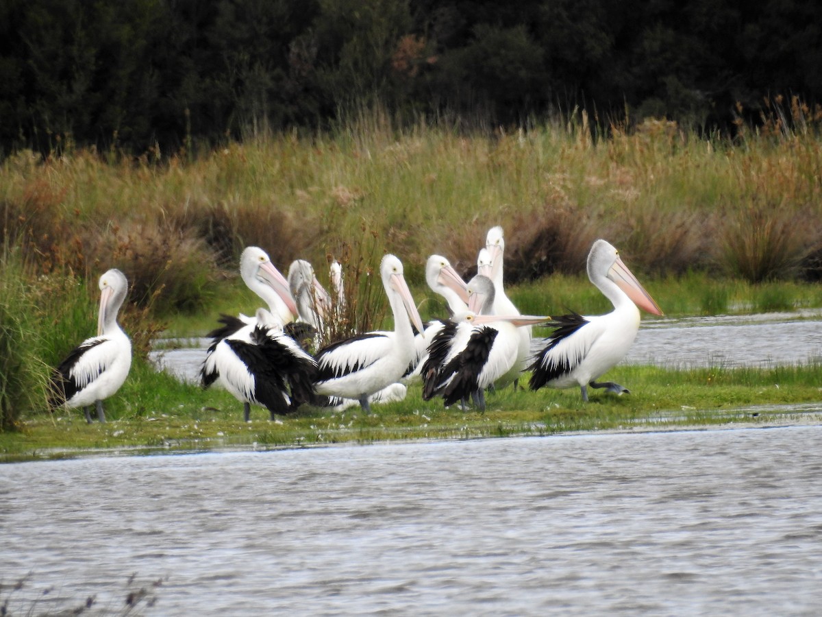 Australian Pelican - ML77719471