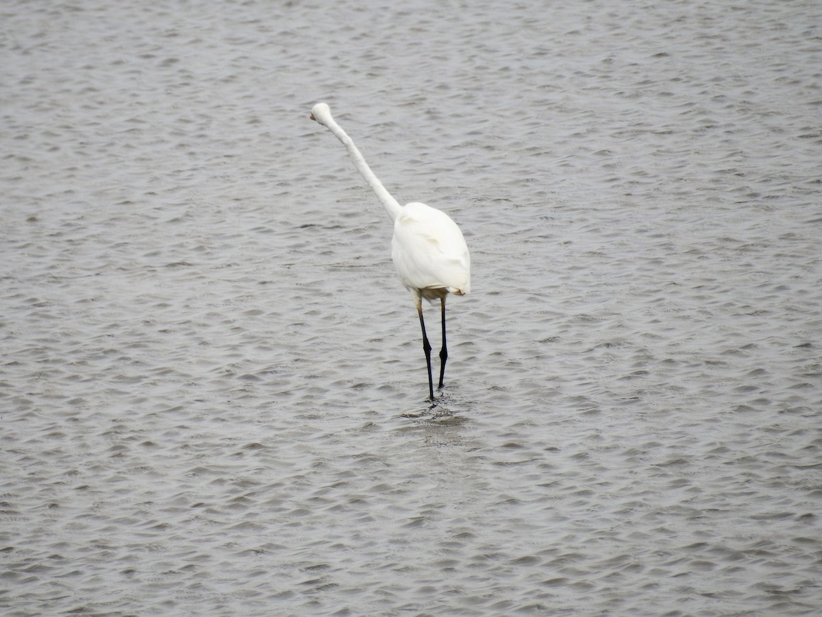 Great Egret (modesta) - ML77719571