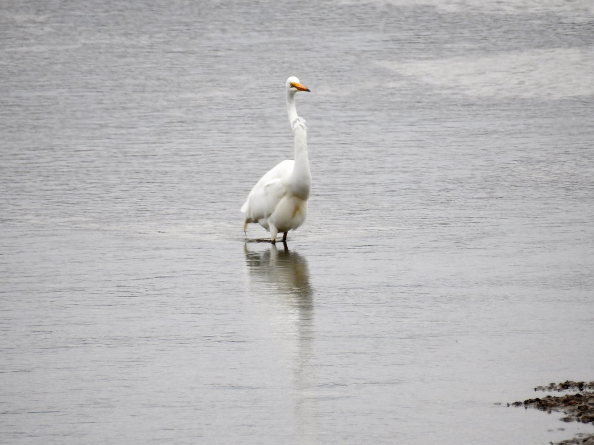 Great Egret (modesta) - ML77719581