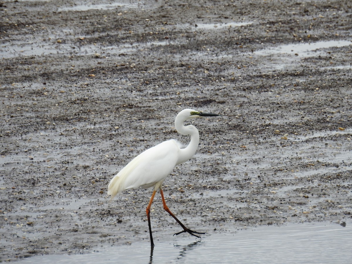 Great Egret (modesta) - ML77719611