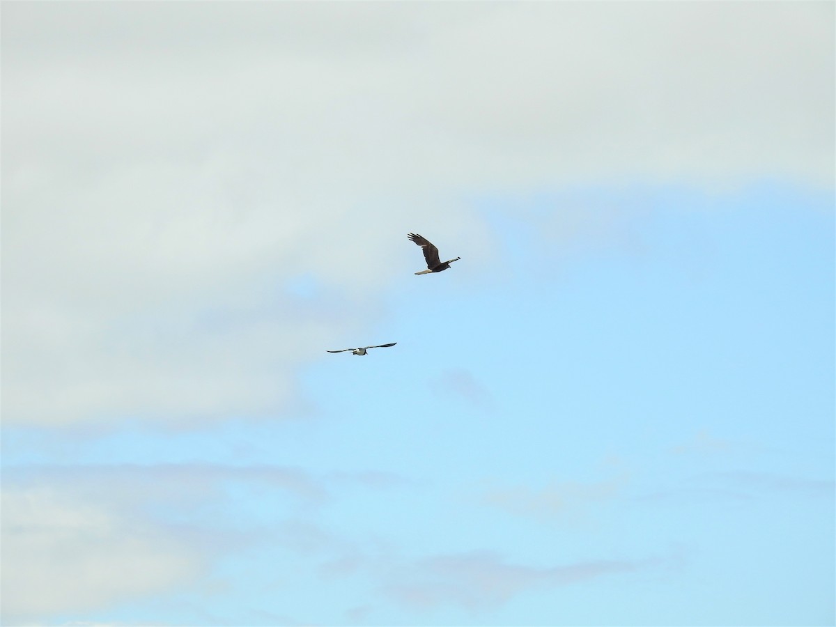 Swamp Harrier - ML77719621