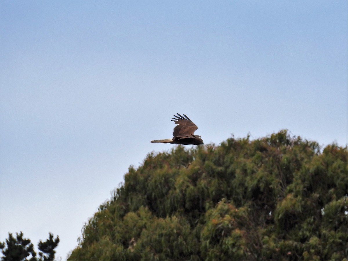 Swamp Harrier - ML77719631